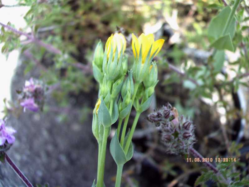 Blackstonia perfoliata